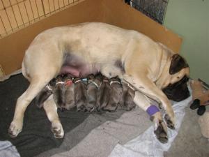 Old English Mastiff Puppies