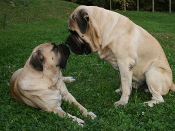 Old English Mastiff Puppies For Sale