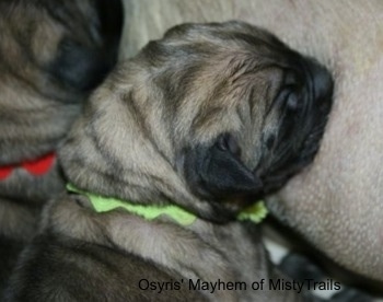 Old English Mastiff Puppies For Sale