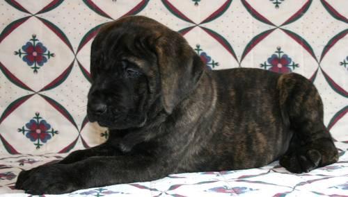 Old English Mastiff Puppies For Sale In Illinois