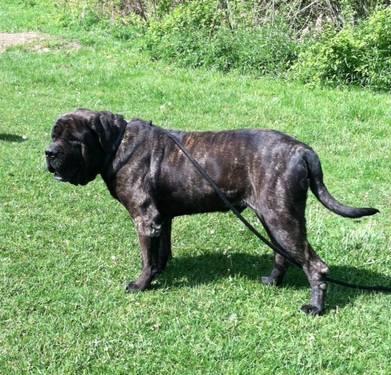 Old English Mastiff Puppies For Sale In Ky