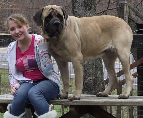 Old English Mastiff Puppies For Sale In Ky