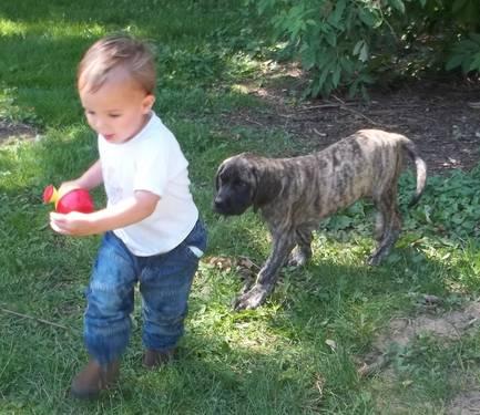 Old English Mastiff Puppies For Sale In Michigan