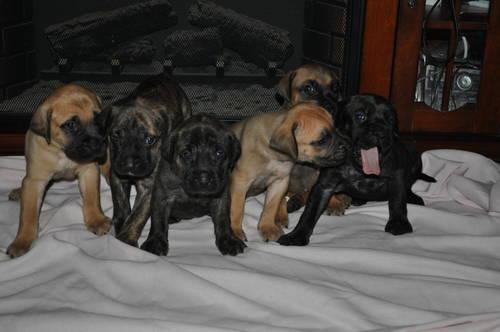 Old English Mastiff Puppies For Sale In Ohio