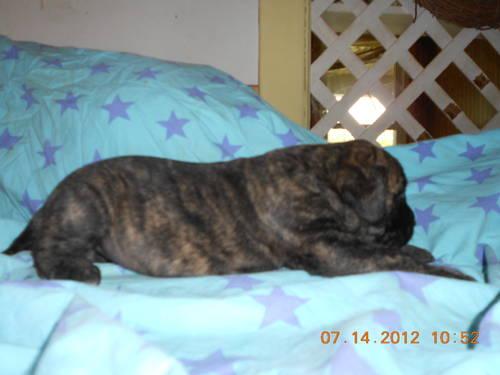 Old English Mastiff Puppies For Sale In Ohio