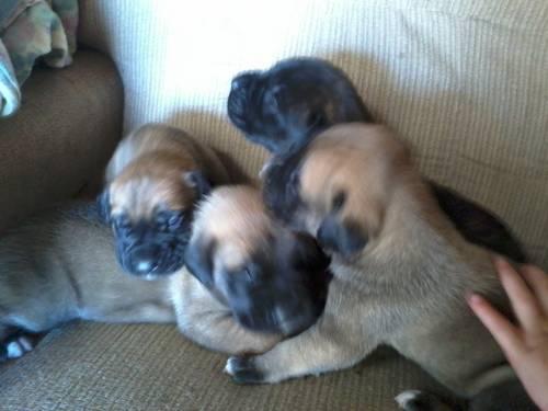 Old English Mastiff Puppies For Sale Mn