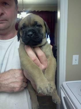 Old English Mastiff Puppies For Sale Mn