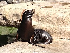 Operation Sea Lion Wiki