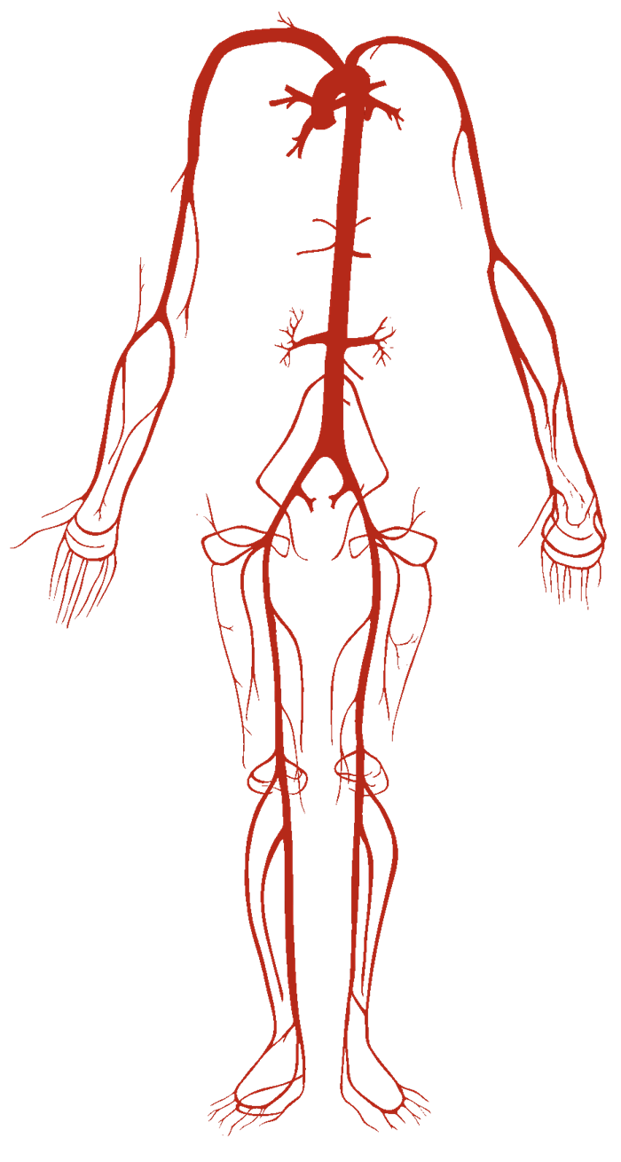 Outline Of A Human Body For Kids