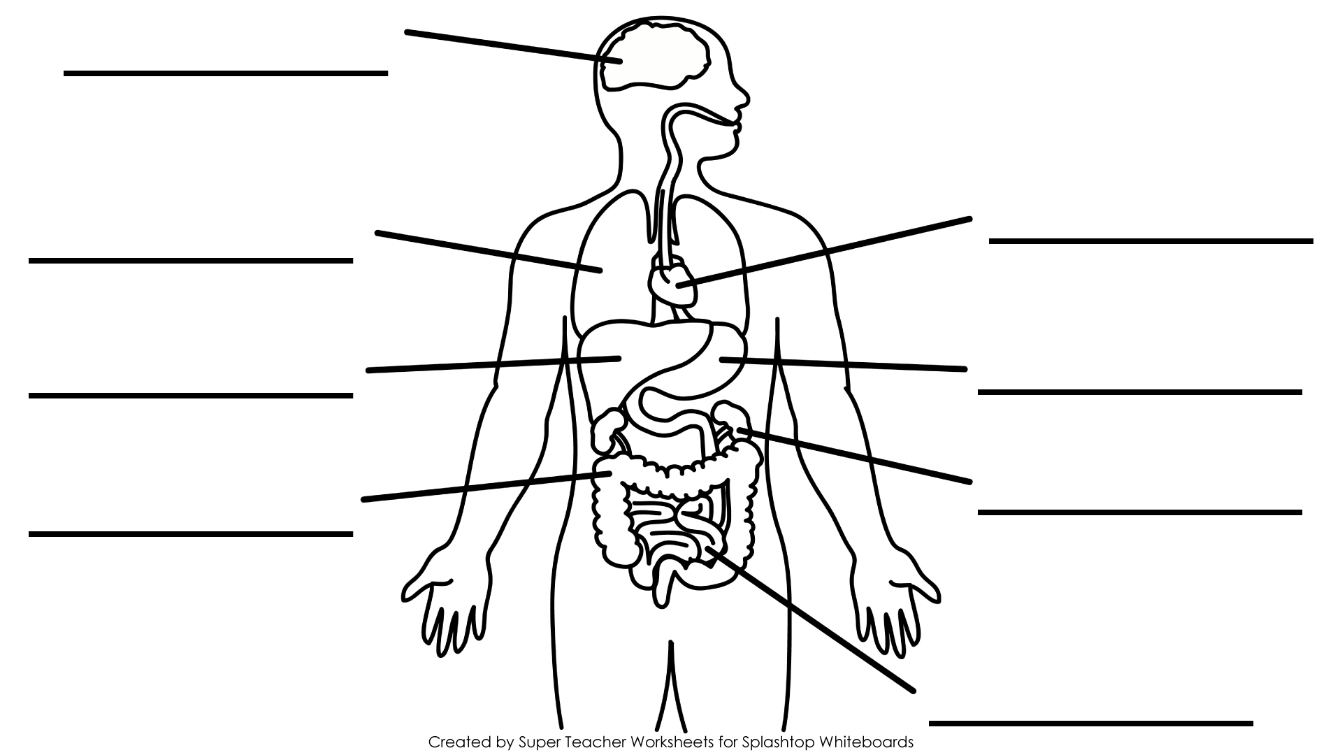 Outline Of A Human Body For Kids