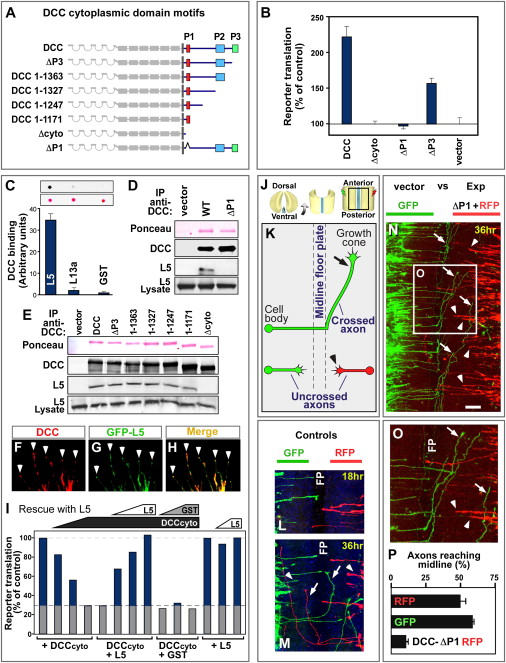 Part A   Locations Of The Processes Involved In Protein Synthesis