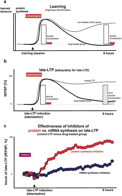 Part A   Locations Of The Processes Involved In Protein Synthesis