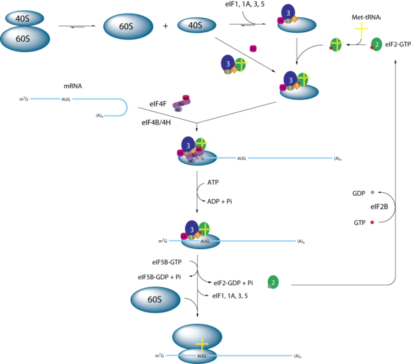 Part A   Locations Of The Processes Involved In Protein Synthesis