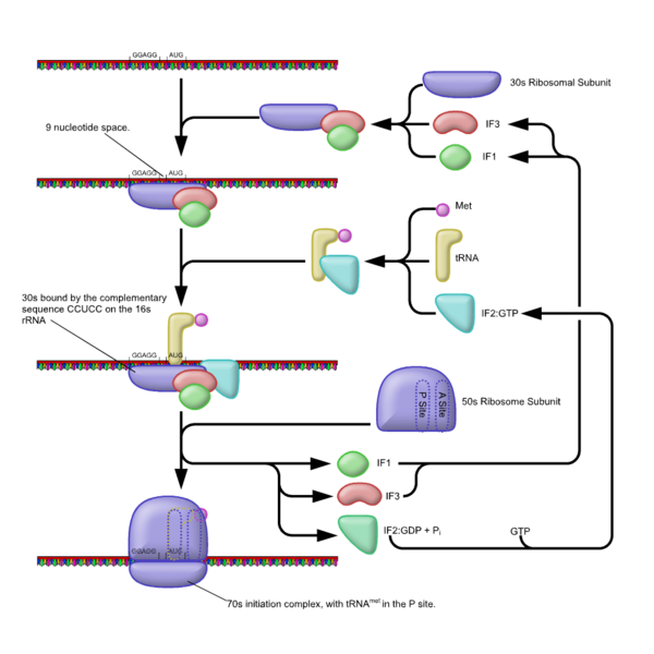 Part A   Locations Of The Processes Involved In Protein Synthesis