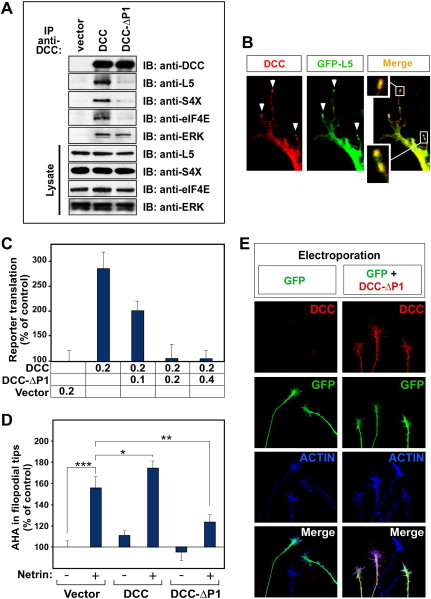 Part A   Locations Of The Processes Involved In Protein Synthesis