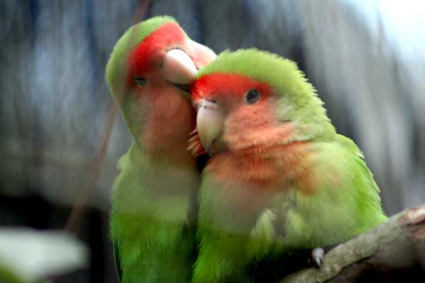 Photos Of Lovebirds