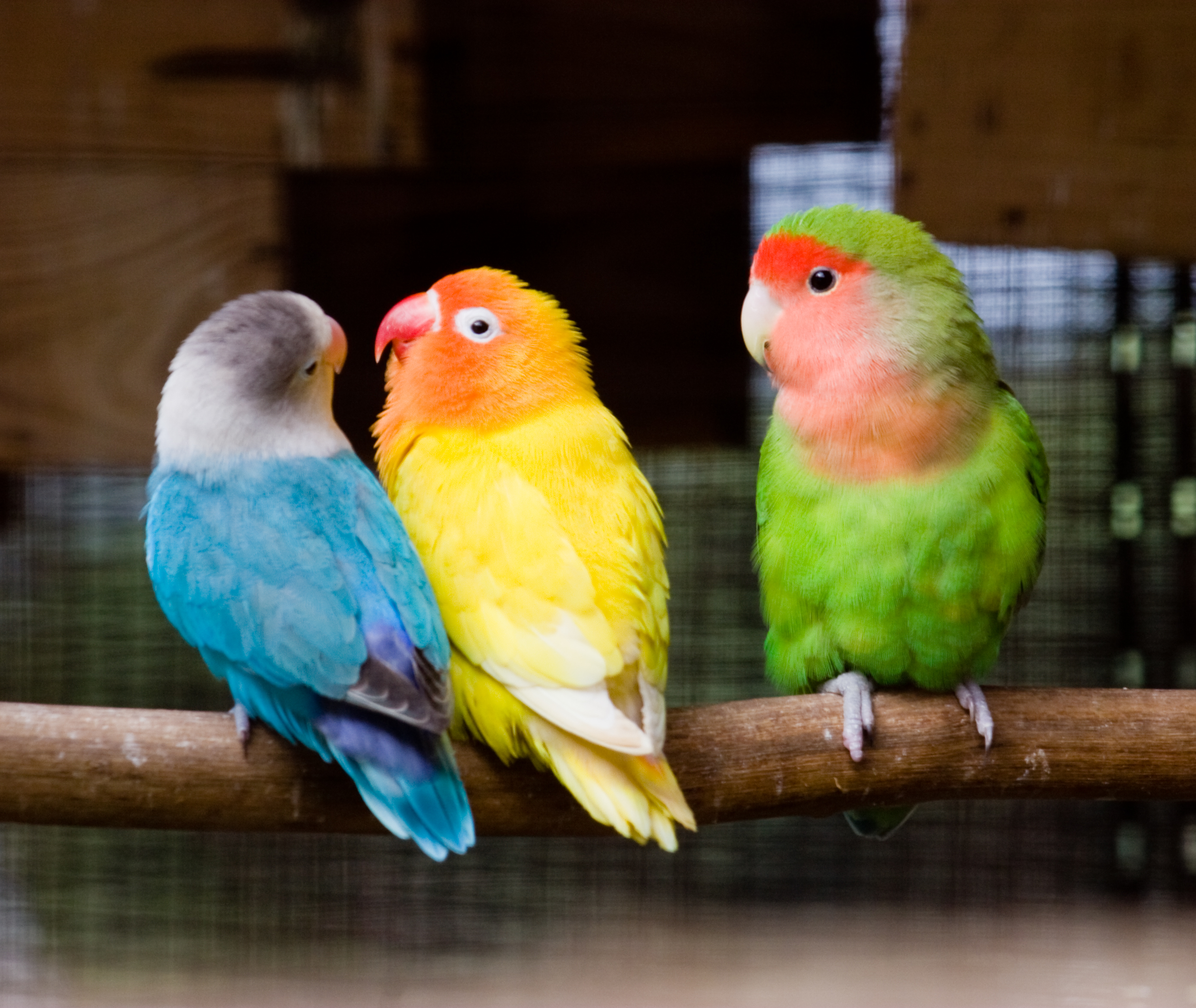 Photos Of Lovebirds