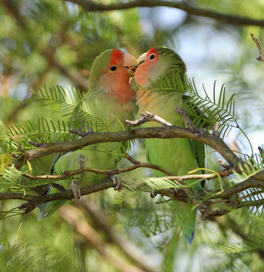 Photos Of Lovebirds