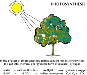 Photosynthesis And Cellular Respiration