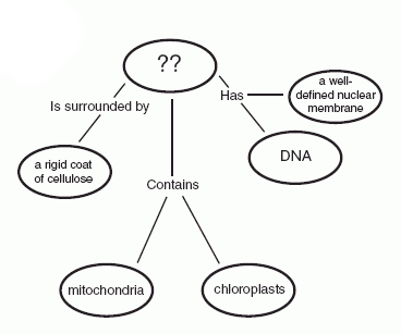 Photosynthesis And Cellular Respiration Concept Map