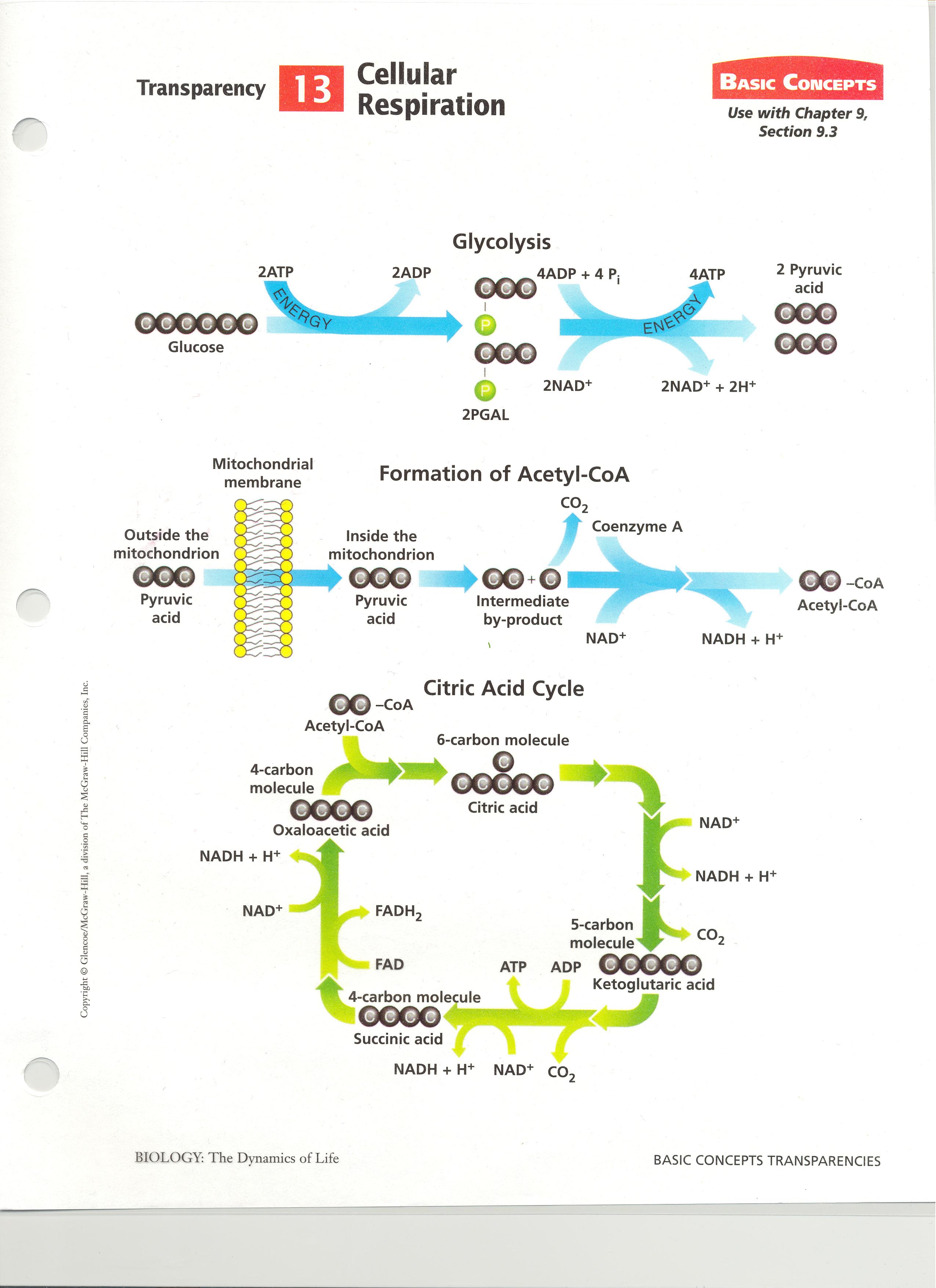 Photosynthesis And Cellular Respiration Concept Map