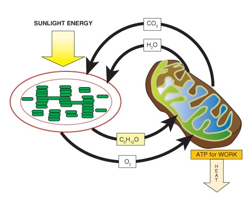 Photosynthesis And Cellular Respiration Cycle