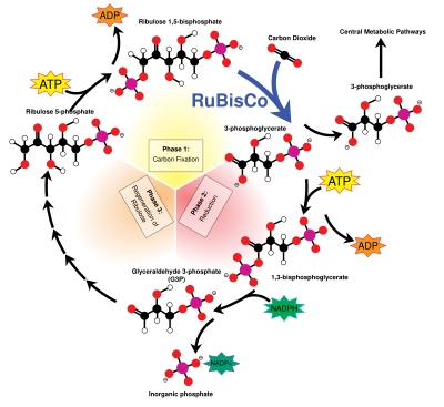 Photosynthesis And Cellular Respiration Cycle