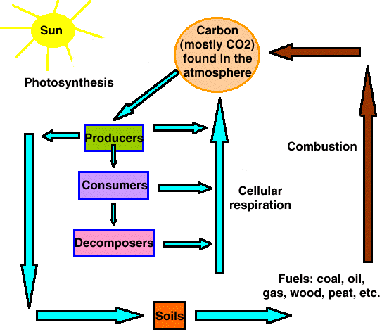 Photosynthesis And Cellular Respiration Diagram