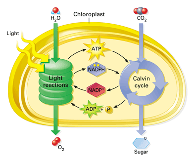 Photosynthesis And Cellular Respiration Diagram