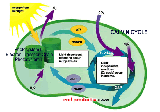 Photosynthesis And Cellular Respiration Diagram