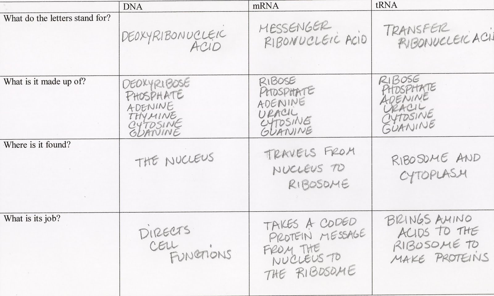 Photosynthesis And Cellular Respiration Graphic Organizer