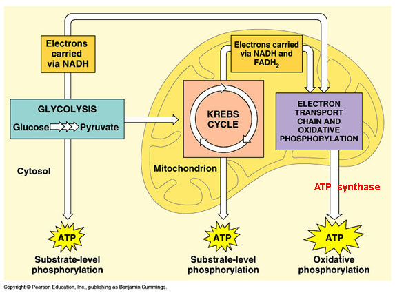 Photosynthesis And Cellular Respiration Graphic Organizer