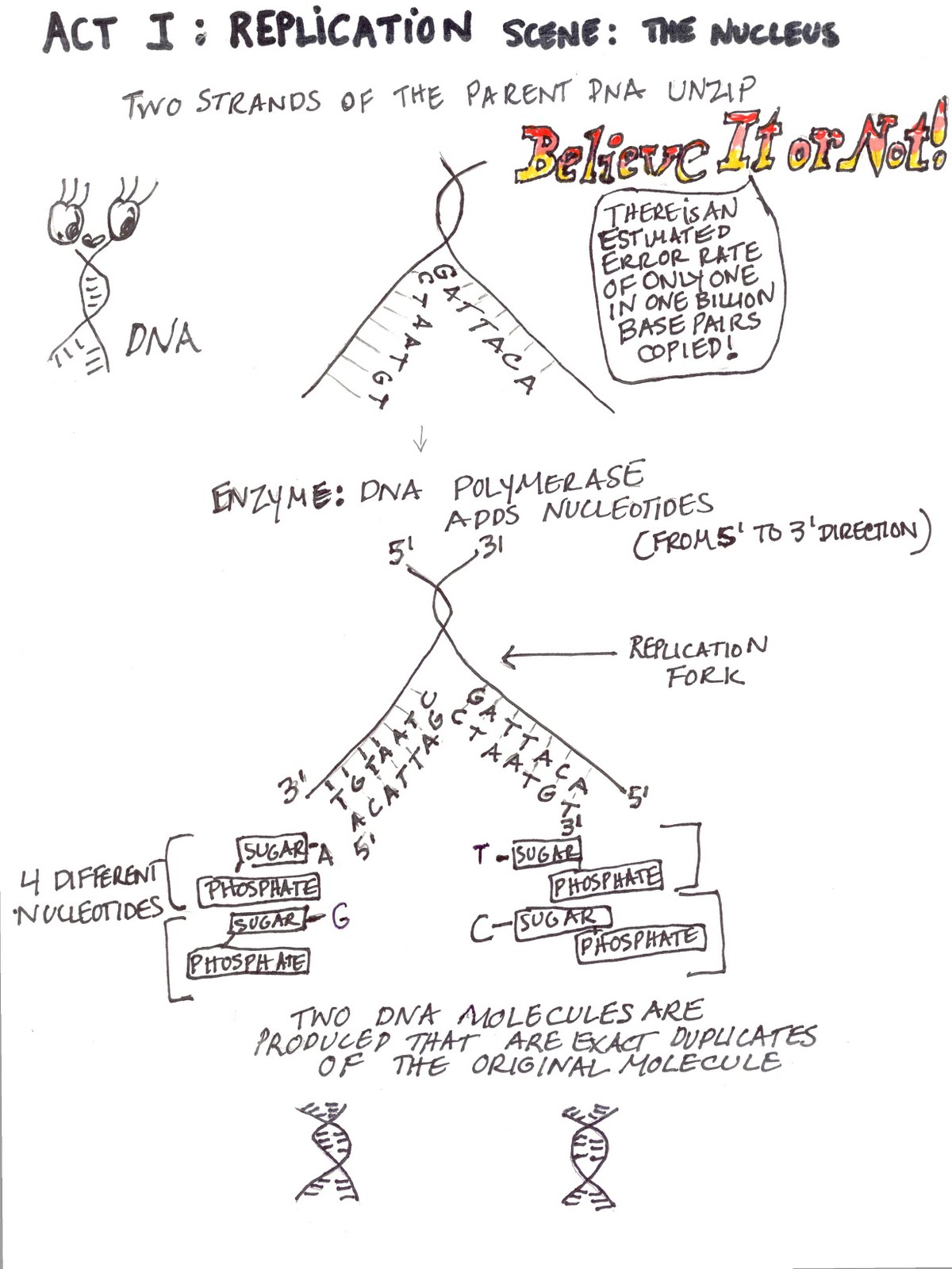 Photosynthesis And Cellular Respiration Graphic Organizer