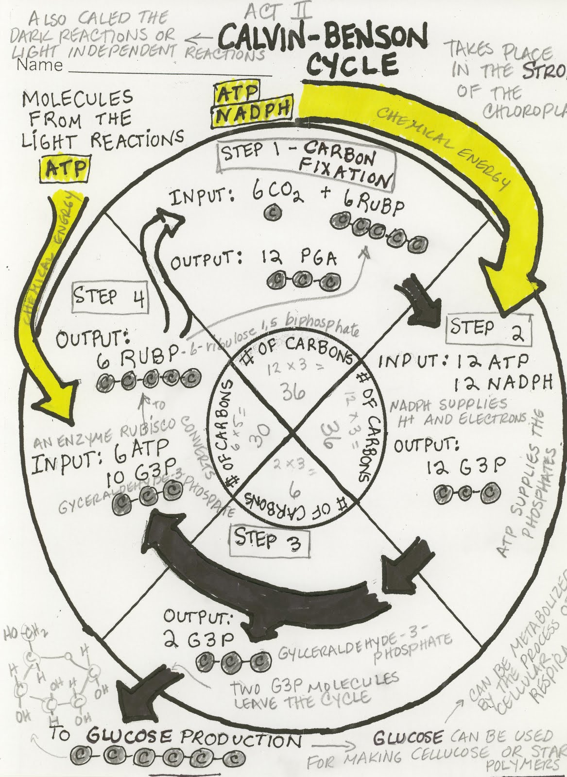 Photosynthesis And Cellular Respiration Graphic Organizer