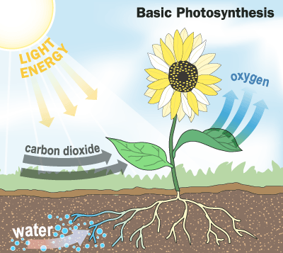 Photosynthesis And Cellular Respiration Project