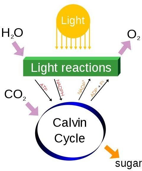 Photosynthesis And Cellular Respiration Project