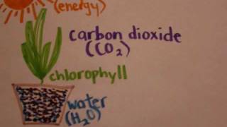 Photosynthesis And Cellular Respiration Project