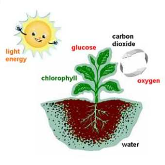 Photosynthesis And Cellular Respiration Project