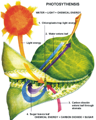 Photosynthesis And Cellular Respiration Project