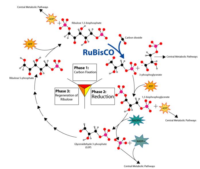 Photosynthesis And Cellular Respiration Venn Diagram