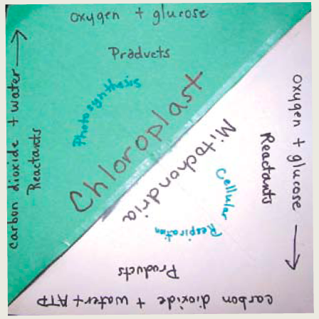 Photosynthesis And Cellular Respiration Venn Diagram