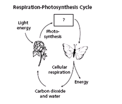 Photosynthesis And Cellular Respiration Worksheet