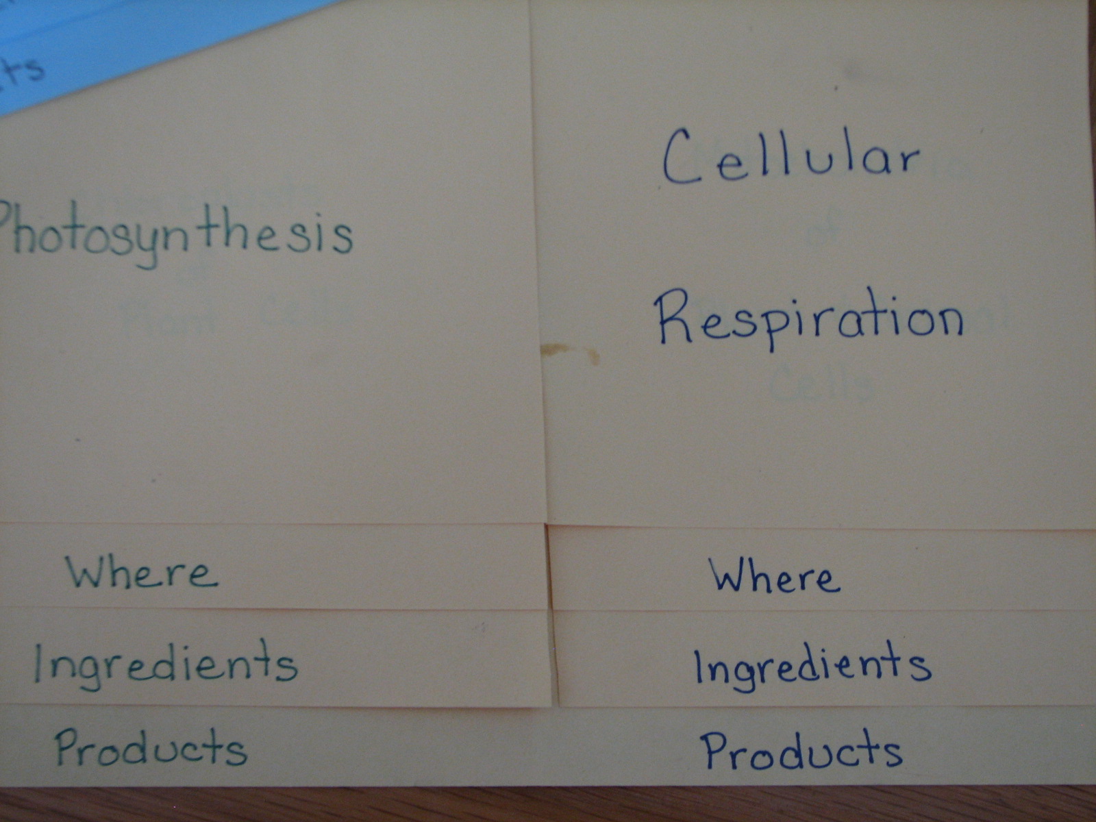 Photosynthesis And Cellular Respiration Worksheet