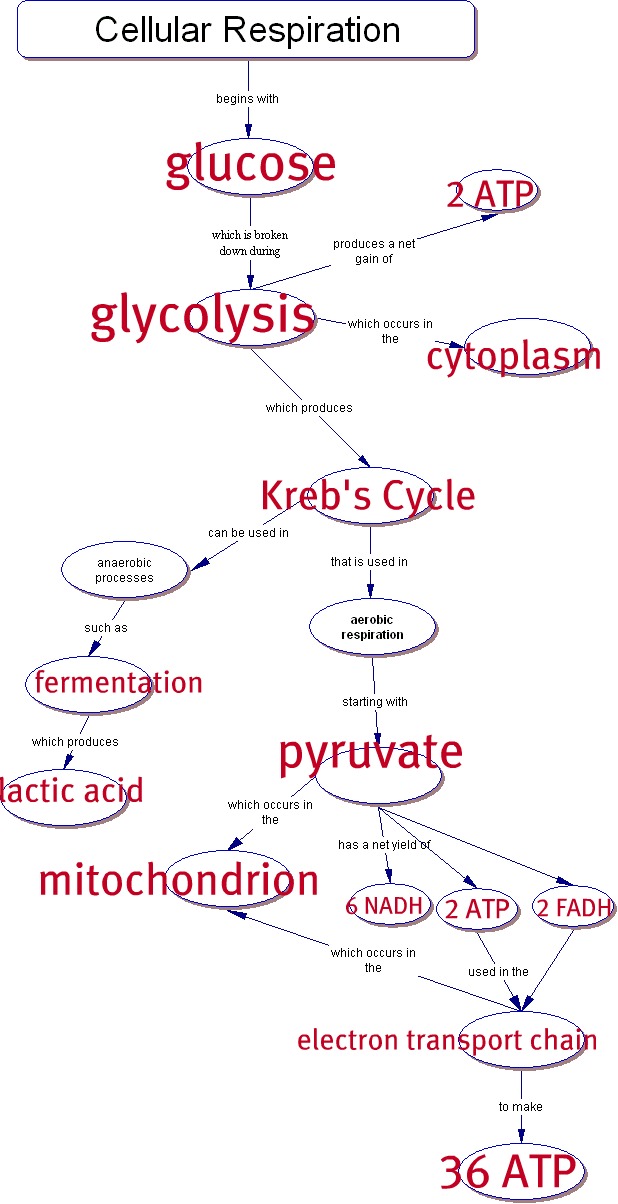 Photosynthesis And Cellular Respiration Worksheet Answer Key