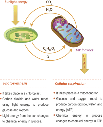 Photosynthesis And Cellular Respiration Worksheet Answer Key