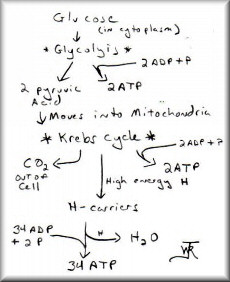 Photosynthesis And Cellular Respiration Worksheet High School