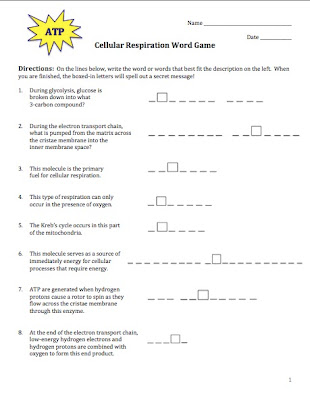 Photosynthesis And Cellular Respiration Worksheet Key