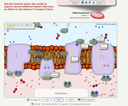 Photosynthesis And Cellular Respiration Worksheet Middle School