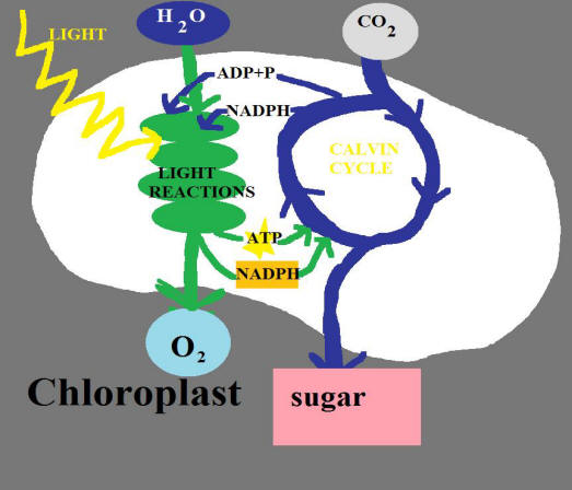 Photosynthesis Cycle