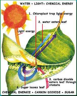 Photosynthesis Cycle